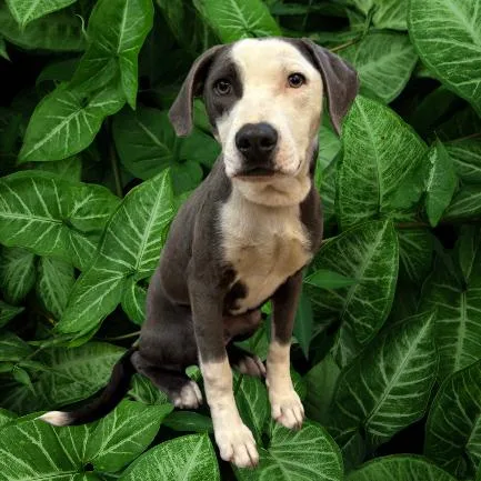 An adult medium-sized male Gray / Blue / Silver Hound dog named Alaska for adoption in Tuscaloosa, AL
