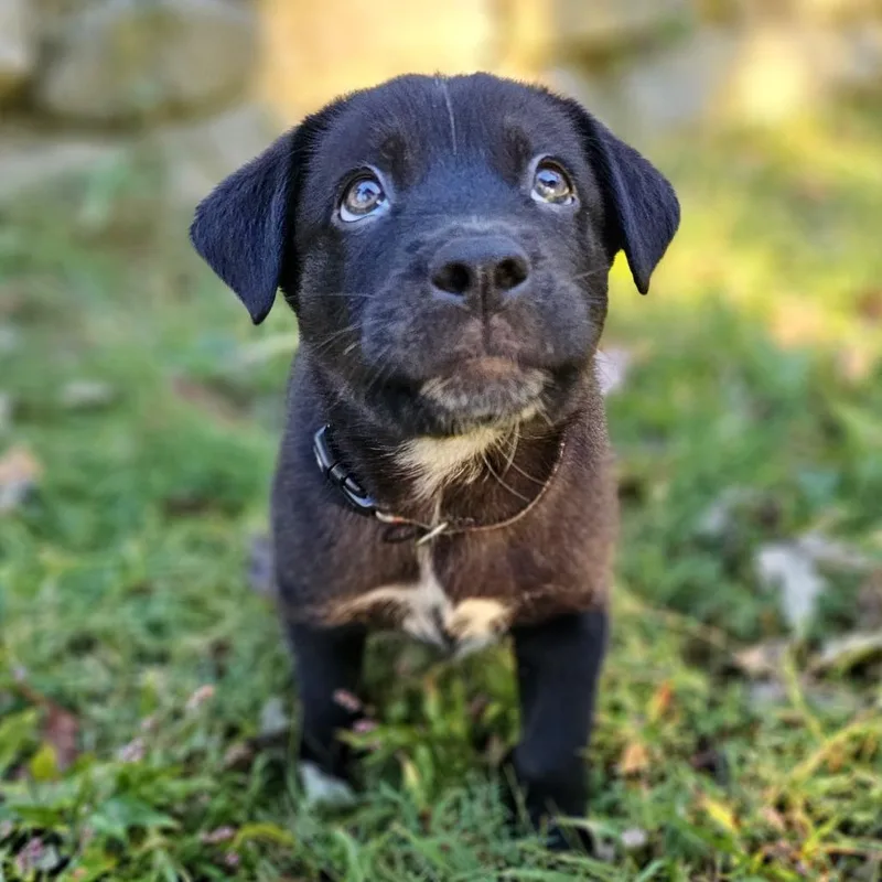 A baby medium-sized male Mixed Breed dog named Rabbit for adoption in Festus, MO
