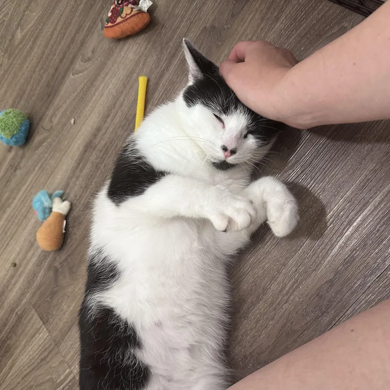 A young medium-sized male Black & White / Tuxedo Domestic Short Hair cat named Calf for adoption in Milwaukee, WI