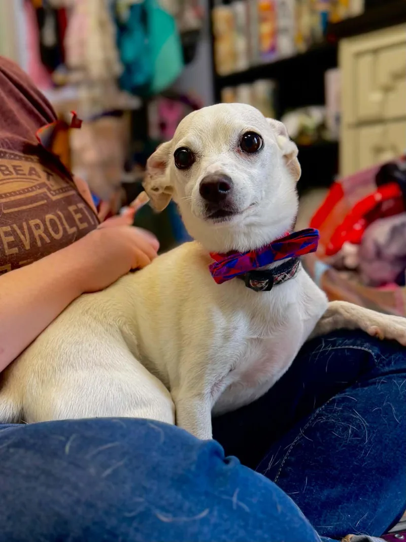 An adult small-sized male White / Cream Chihuahua dog named King for adoption in Maryville, TN