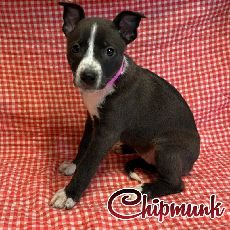 A baby medium-sized female Australian Cattle Dog / Blue Heeler dog named Chipmunk for adoption in Hillsboro, OH
