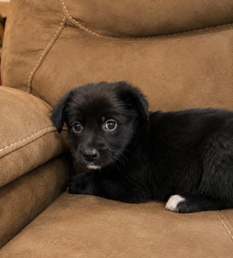 A baby large-sized female Labrador Retriever dog named Liberty for adoption in Princeton, MA