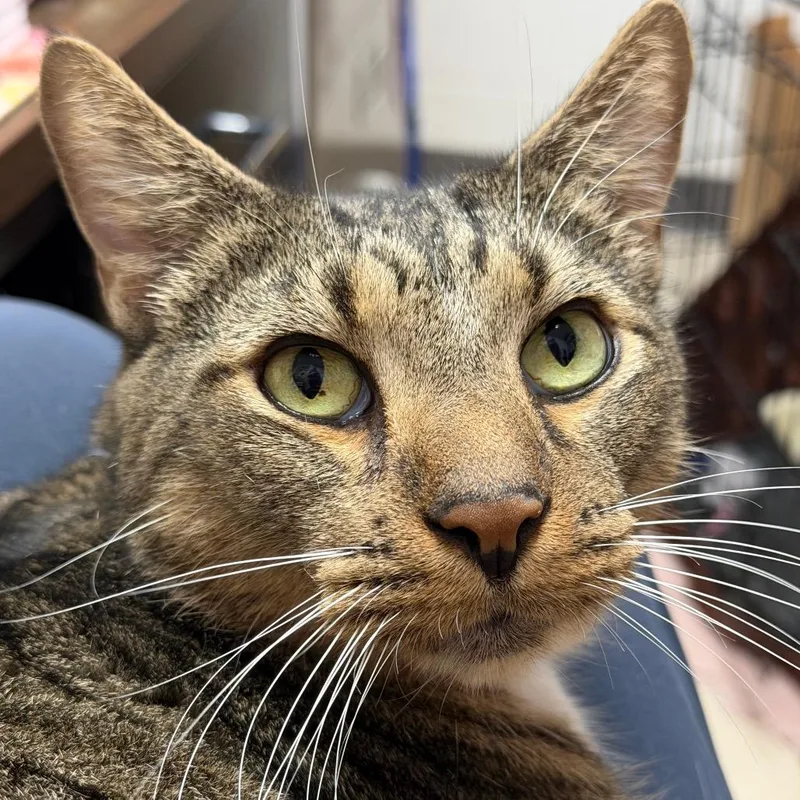 A senior small-sized male Brown / Chocolate Domestic Short Hair cat named Smudge for adoption in Evansville, IN