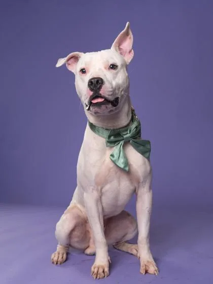 An adult medium-sized male Mixed Breed dog named Loki for adoption in Atlanta, GA