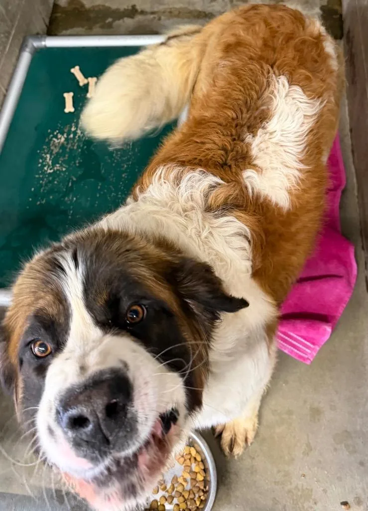 A young large-sized female Saint Bernard dog named Bonnie for adoption in Virginia, MN