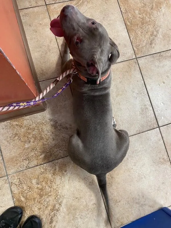 An adult large-sized female Gray / Blue / Silver Mixed Breed dog named Madigan for adoption in Cincinnati, OH