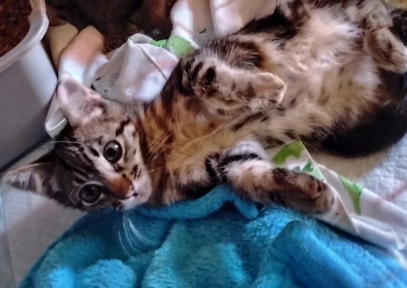 A baby medium-sized male Tabby (Brown / Chocolate) Domestic Short Hair cat named Charlie for adoption in Woodland, CA