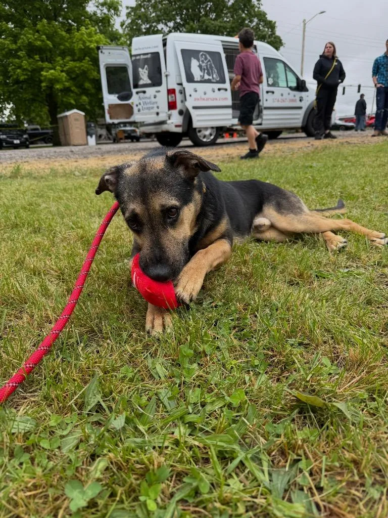 A young medium-sized male Shepherd dog named Fritz for adoption in Pierceton, IN