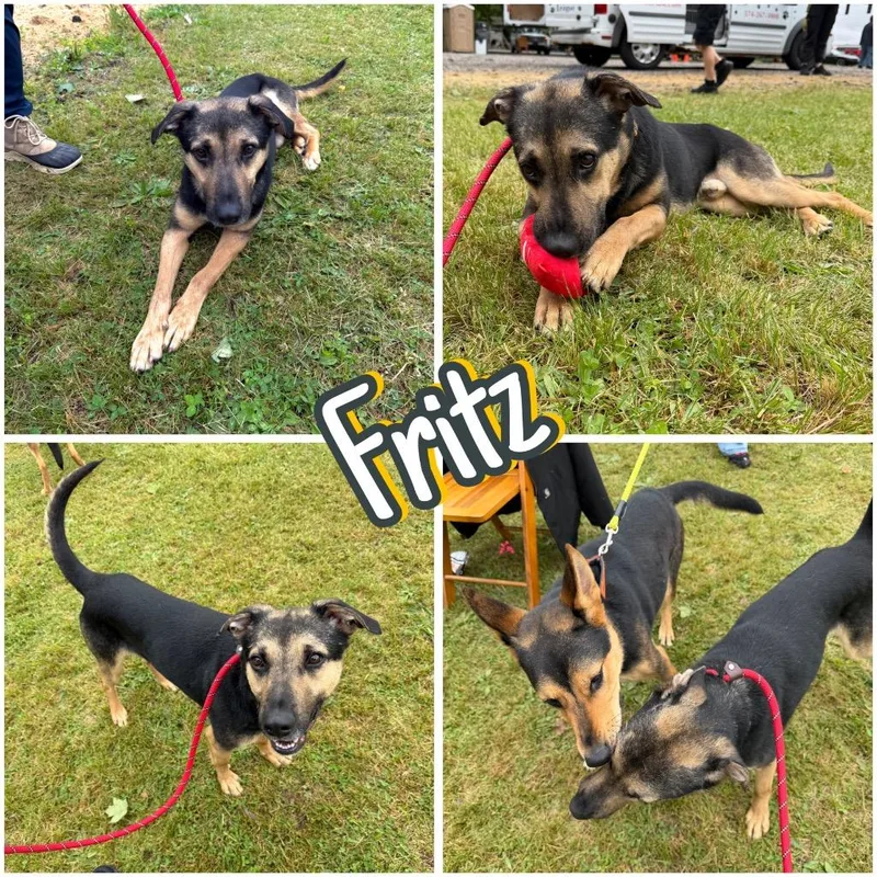 Fritz thumbnail 3