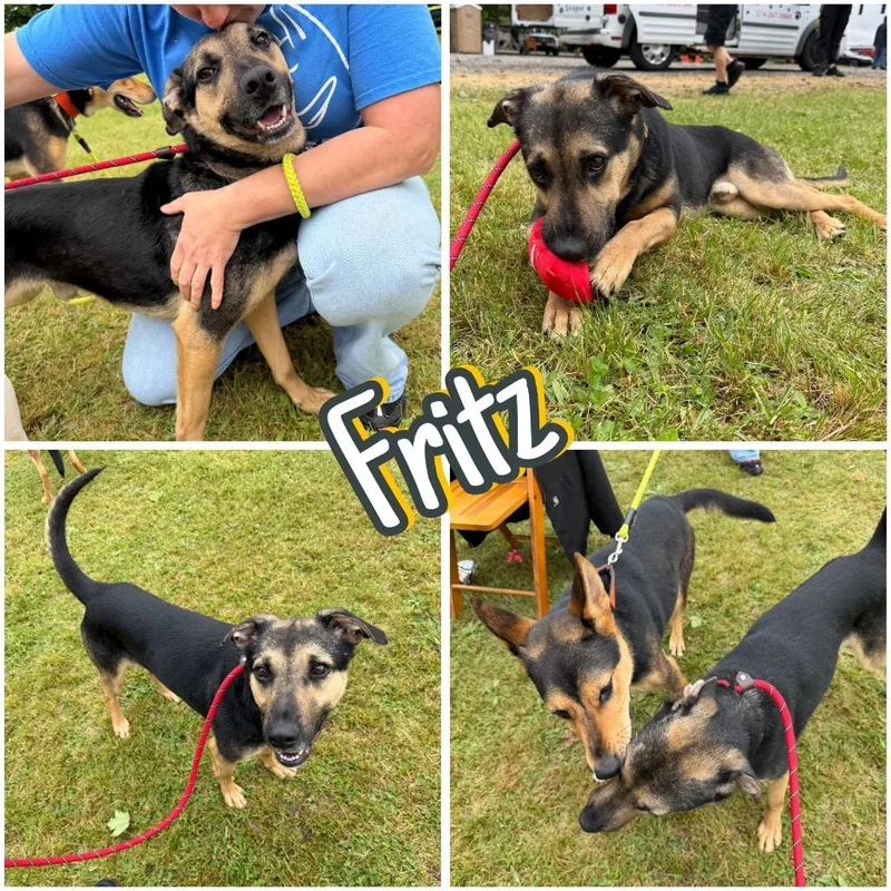 Fritz thumbnail 5