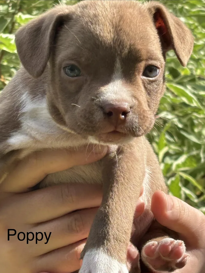 Poppy Winner  Local thumbnail 3