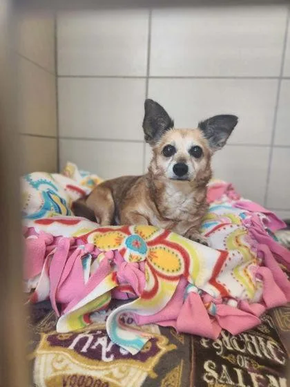 An adult medium-sized female Mixed Breed dog named Gretchen for adoption in Munster, IN