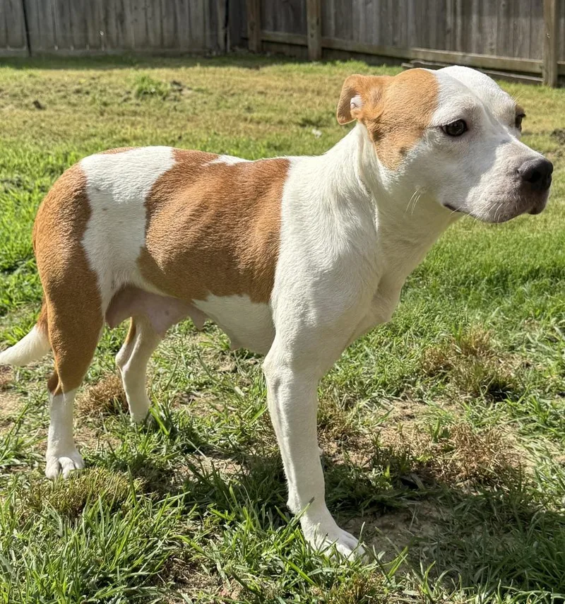 A young medium-sized female Tricolor (Brown, Black, & White) Pit Bull Terrier dog named Delilah for adoption in Horn Lake, MS