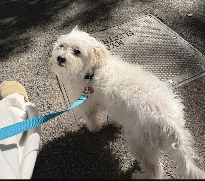 An adult small-sized male Maltese dog named Chino for adoption in Brooklyn, NY