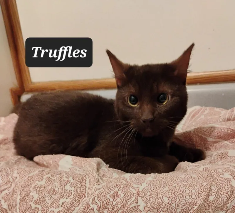 Truffles
