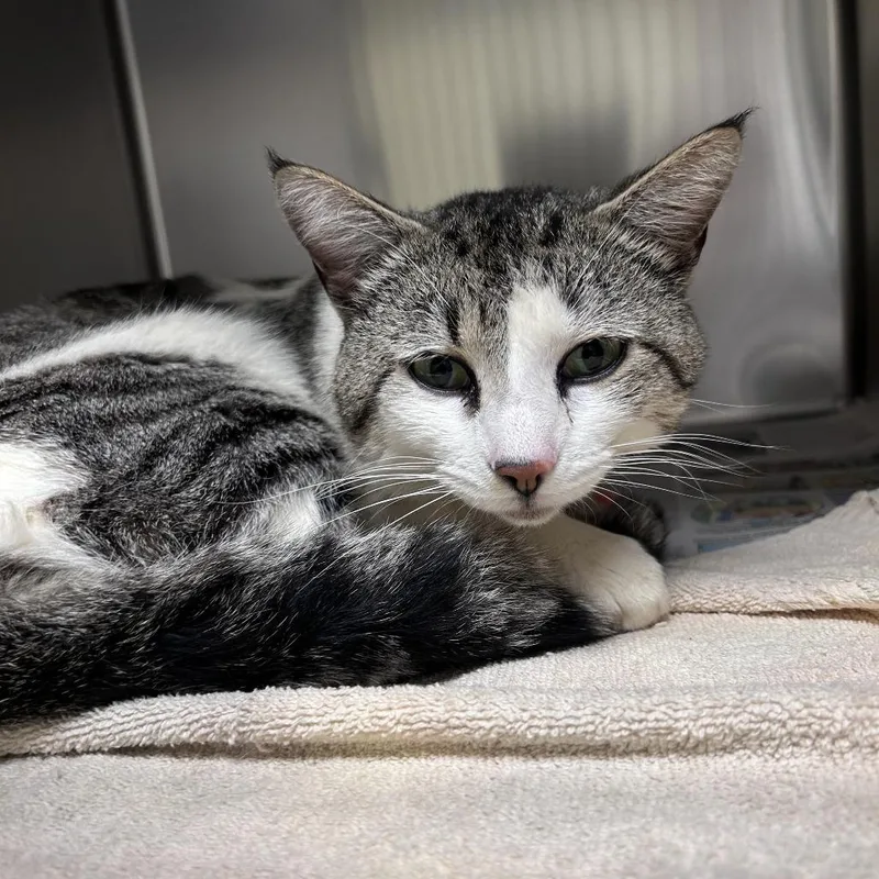 An adult medium-sized male Brown / Chocolate Domestic Short Hair cat named Ham Sandwich for adoption in Asheville, NC