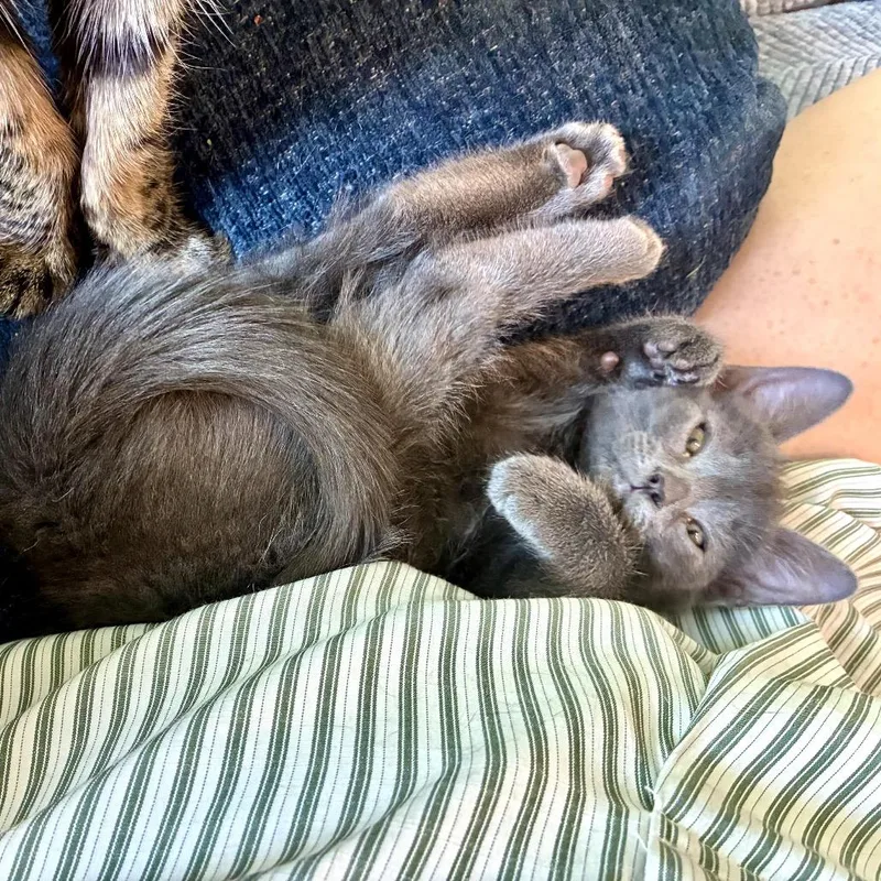 A baby medium-sized female Gray / Blue / Silver Russian Blue cat named Pebble for adoption in Houston, TX