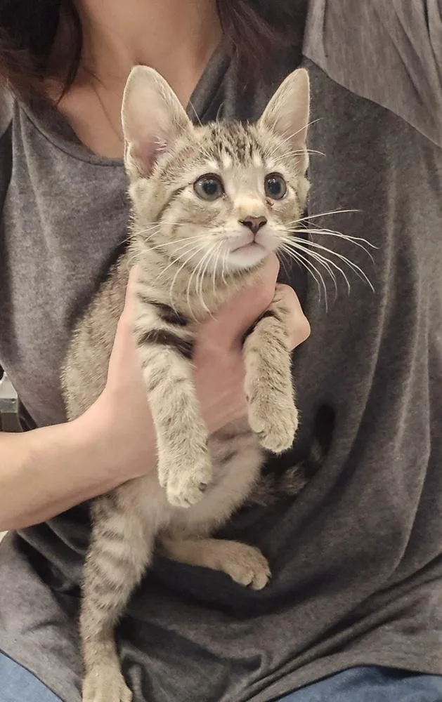 A baby small-sized female Domestic Short Hair cat named Tedra for adoption in Dickson, TN