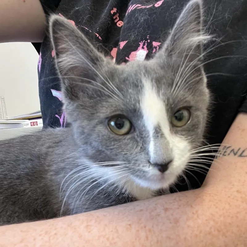 A baby small-sized male Black Domestic Short Hair cat named Frazier for adoption in Winston Salem, NC