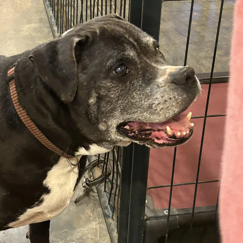 A senior large-sized female Black Labrador Retriever dog named Ebony for adoption in Charles City, VA