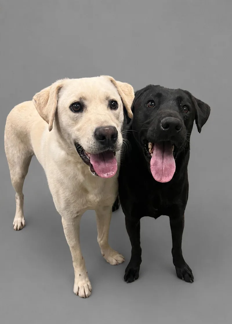 An adult large-sized male White / Cream Labrador Retriever dog named Simba for adoption in Plaquemine, LA