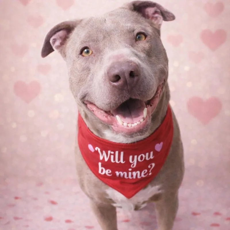 A young large-sized male Gray / Blue / Silver Pit Bull Terrier dog named Oliver for adoption in Justin, TX
