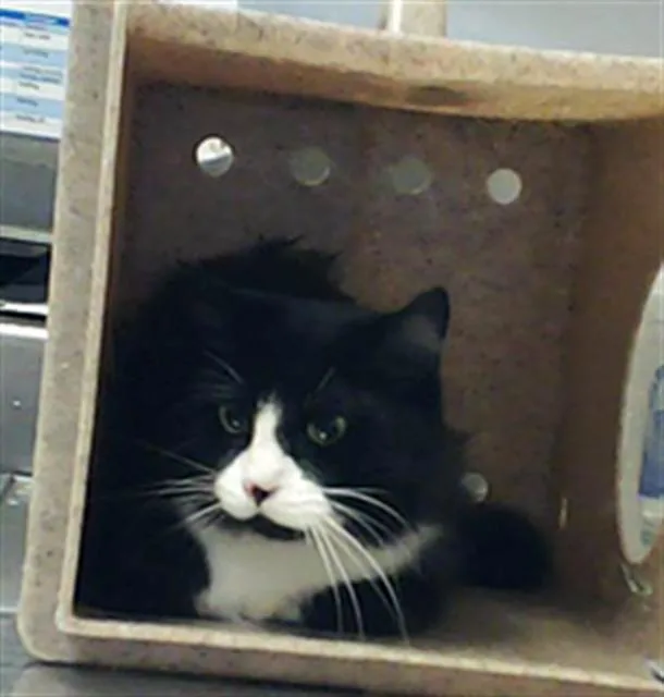 A senior medium-sized male Domestic Long Hair cat named Josias for adoption in Fayetteville, NC