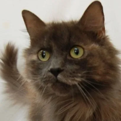 A young medium-sized female Domestic Long Hair cat named Moonstone for adoption in Danbury, CT