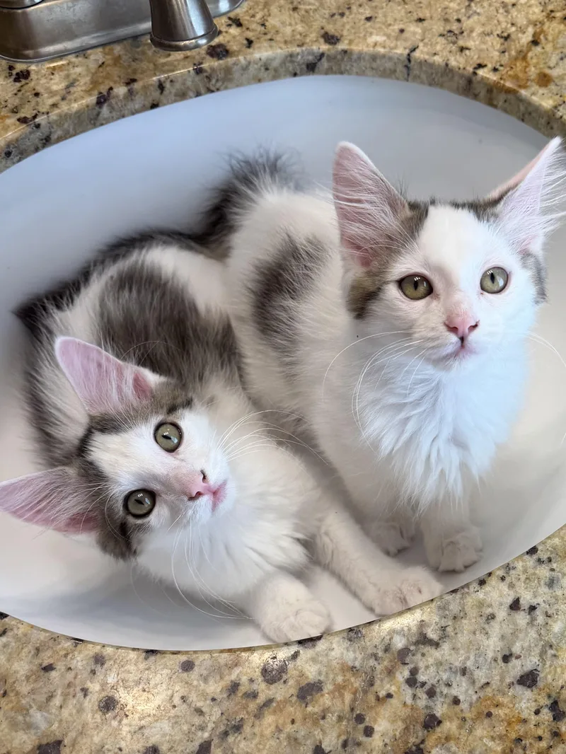 A baby medium-sized female Black & White / Tuxedo Domestic Medium Hair cat named Hulahoop for adoption in Duluth, GA