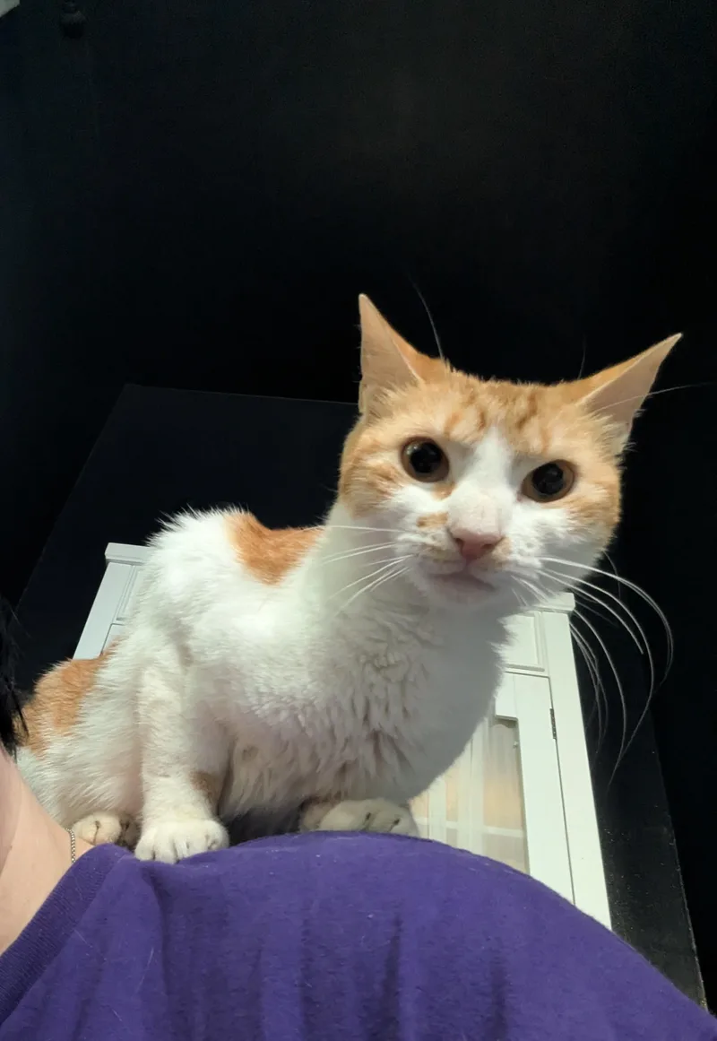 A young small-sized female Orange & White Domestic Short Hair cat named Princess Almond for adoption in Crompond, NY
