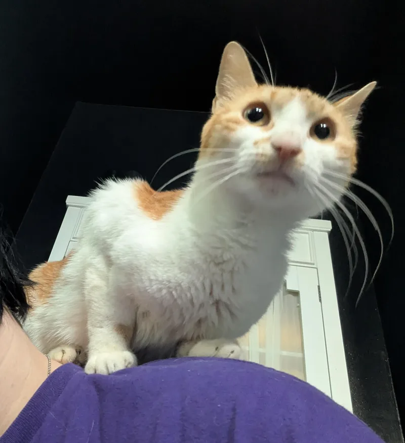 Princess Almond thumbnail 2