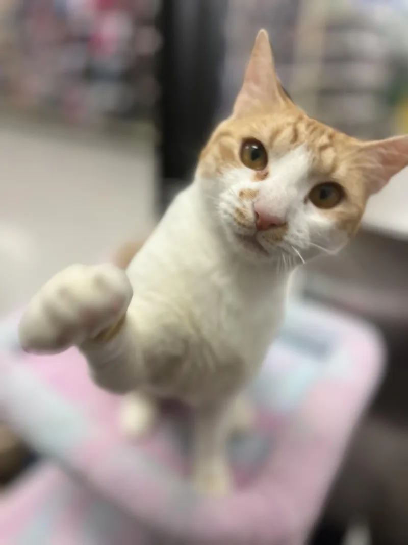 Princess Almond thumbnail 3