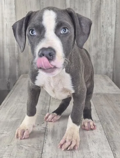 An adult small-sized male Terrier dog named Thatcher for adoption in Shreveport, LA