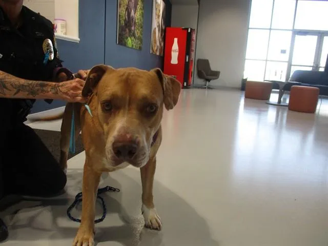 An adult large-sized male Pit Bull Terrier dog named Phoenix for adoption in Ocala, FL