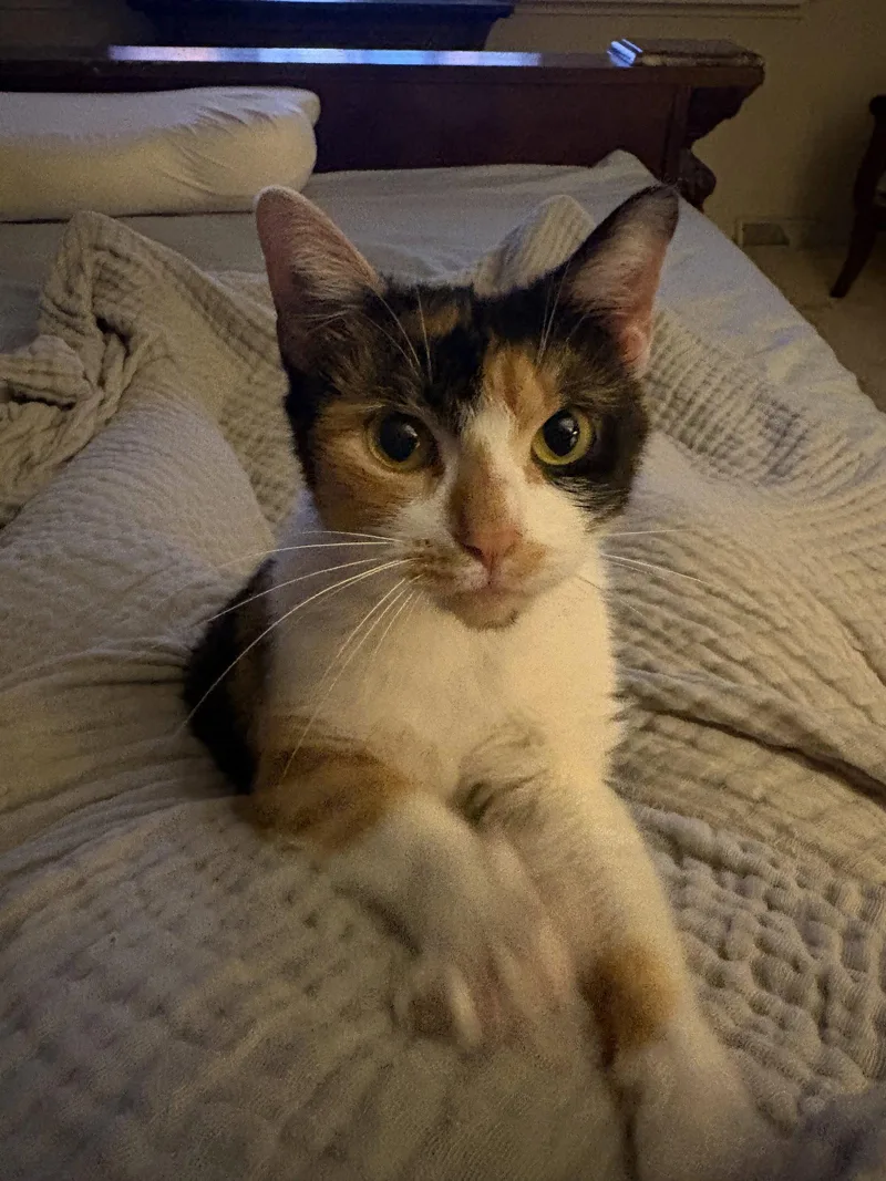 Cora
