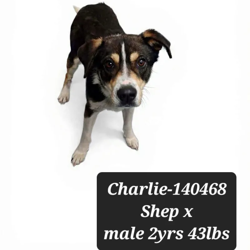 An adult small-sized male Australian Shepherd dog named Charlie for adoption in New Tazewell, TN