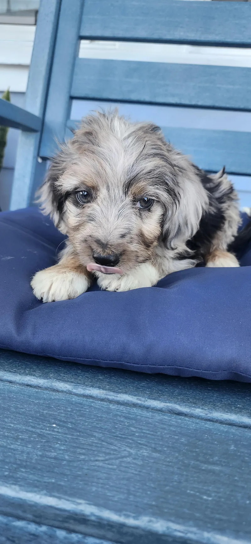 A baby medium-sized male Aussiedoodle dog named Ozzie for adoption in Torrance, CA