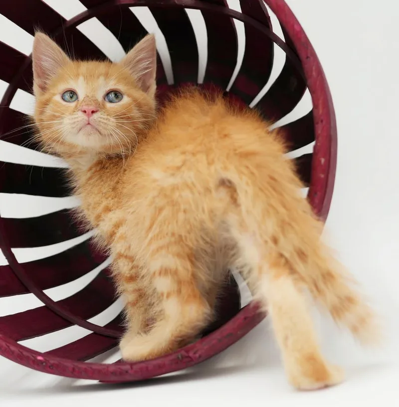 A baby small-sized male Orange / Red Tabby cat named Mango is a mush for adoption in Bedford Hills, NY