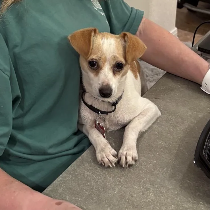 An adult small-sized female Yellow / Tan / Blond / Fawn Chihuahua dog named Garden for adoption in Boerne, TX