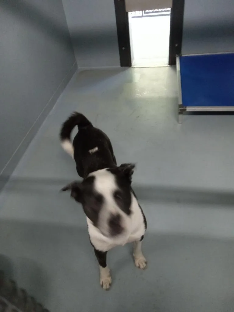 An adult large-sized female American Bulldog dog named Shayla for adoption in Cartersville , GA