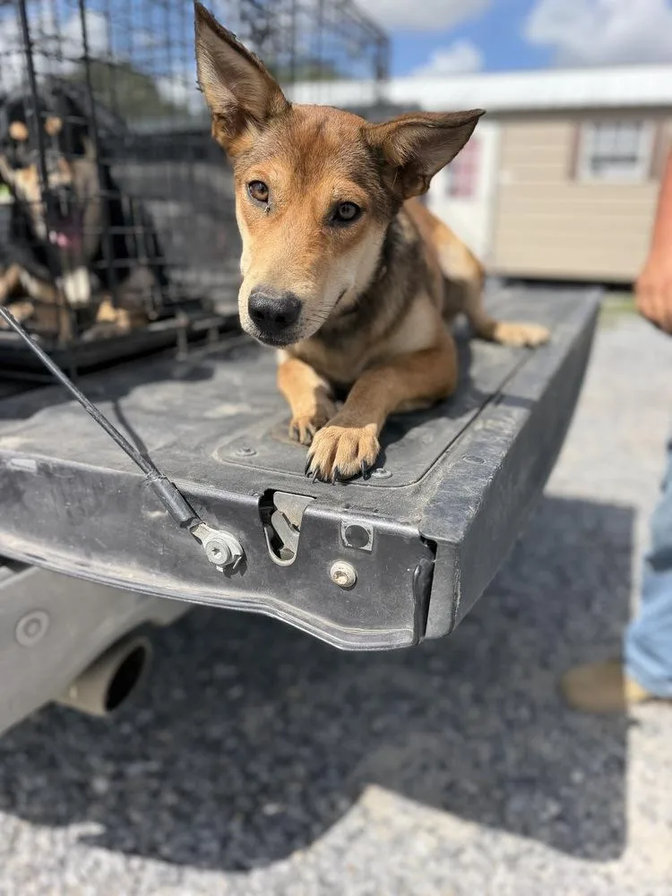 A young medium-sized female Brown / Chocolate Carolina Dog dog named Minnie for adoption in Opelousas, LA