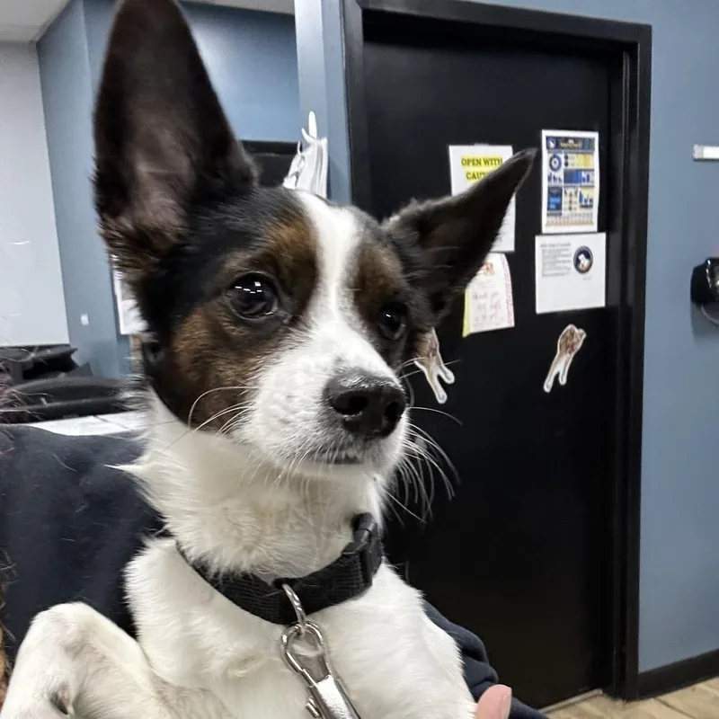 An adult small-sized male White / Cream Papillon dog named Leo for adoption in Newark, NJ