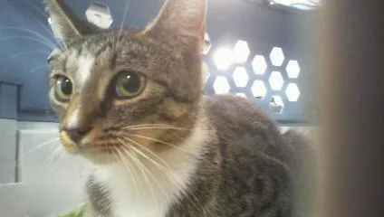 A young medium-sized female Domestic Short Hair cat named Suzie for adoption in Charlotte, NC