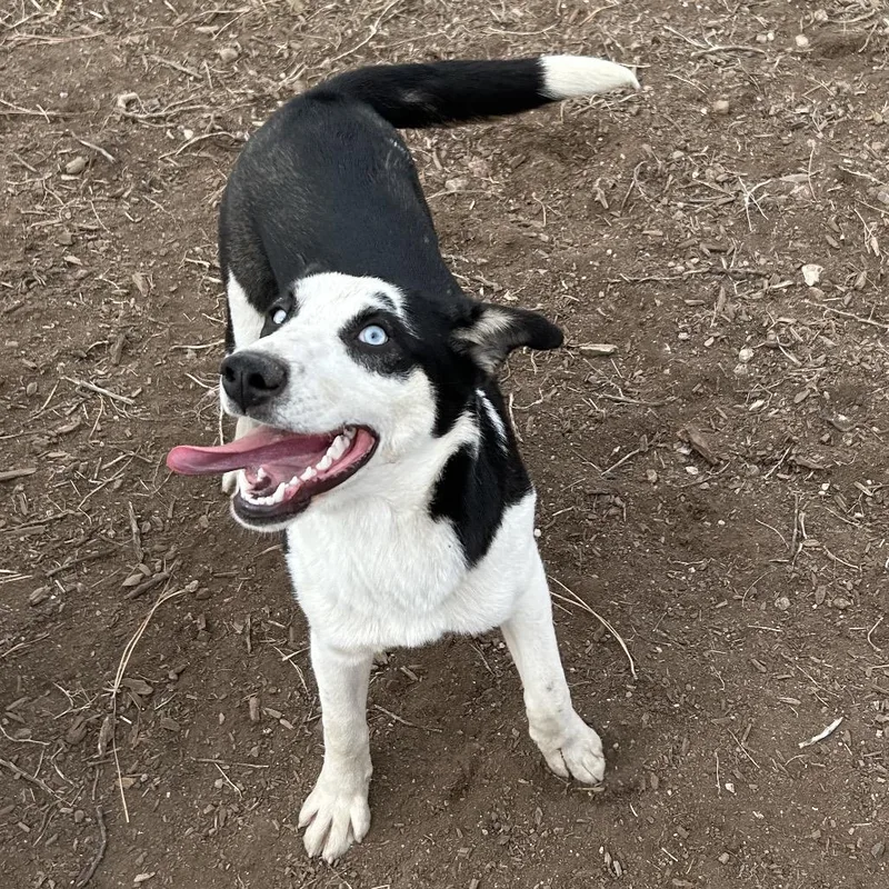 A young medium-sized female Black Siberian Husky dog named Tikaani for adoption in Flagstaff, AZ