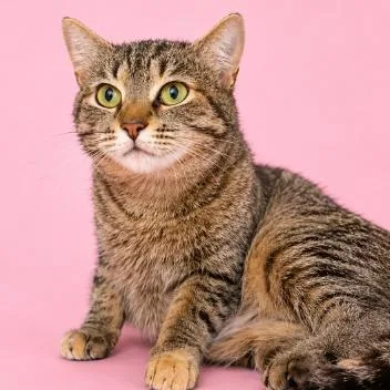 An adult medium-sized female Brown / Chocolate Domestic Short Hair cat named Azaela for adoption in Concord, NC