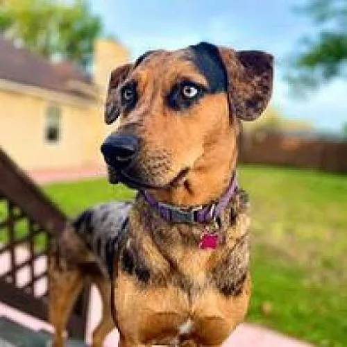 A senior medium-sized female Catahoula Leopard Dog dog named Luna for adoption in Jacksonville, FL