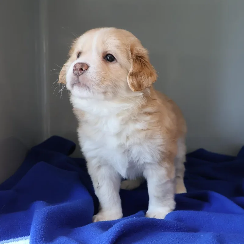 A baby medium-sized male Yellow / Tan / Blond / Fawn Mixed Breed dog named CeeDee for adoption in Saint Charles, MO