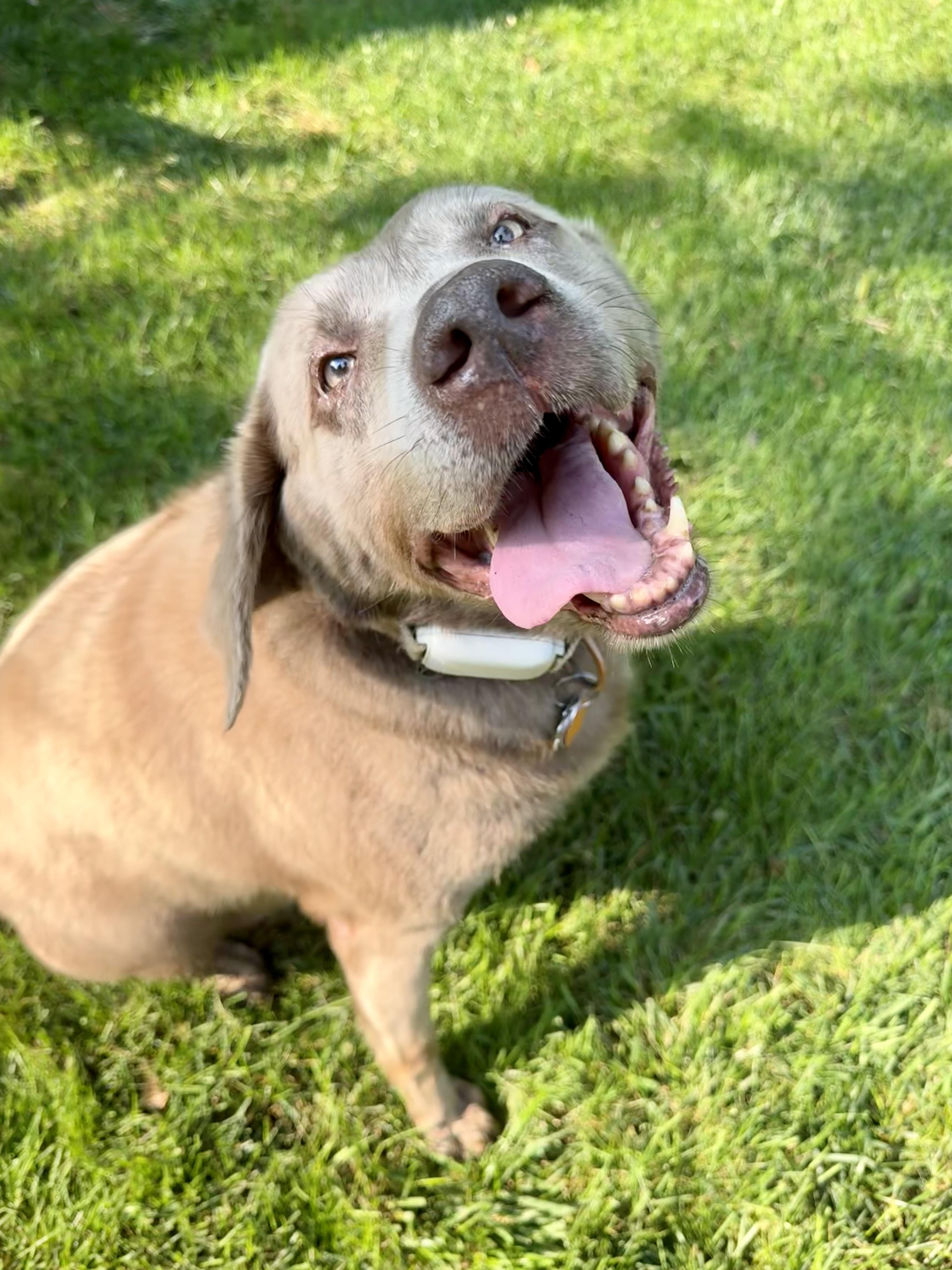 An adult large-sized female Gray / Blue / Silver Labrador Retriever dog named Pippa for adoption in Warrington, PA