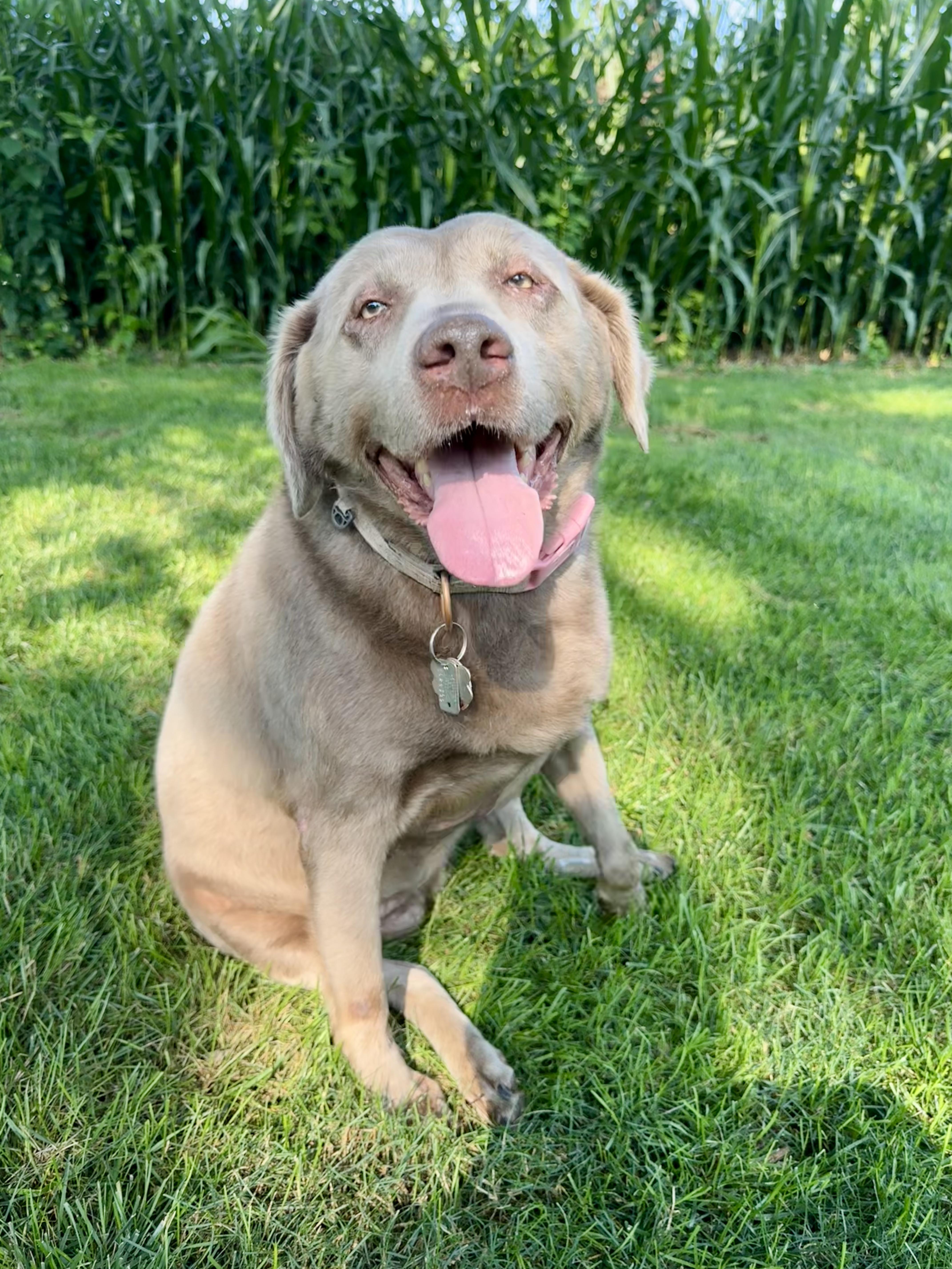 Pippa thumbnail 2
