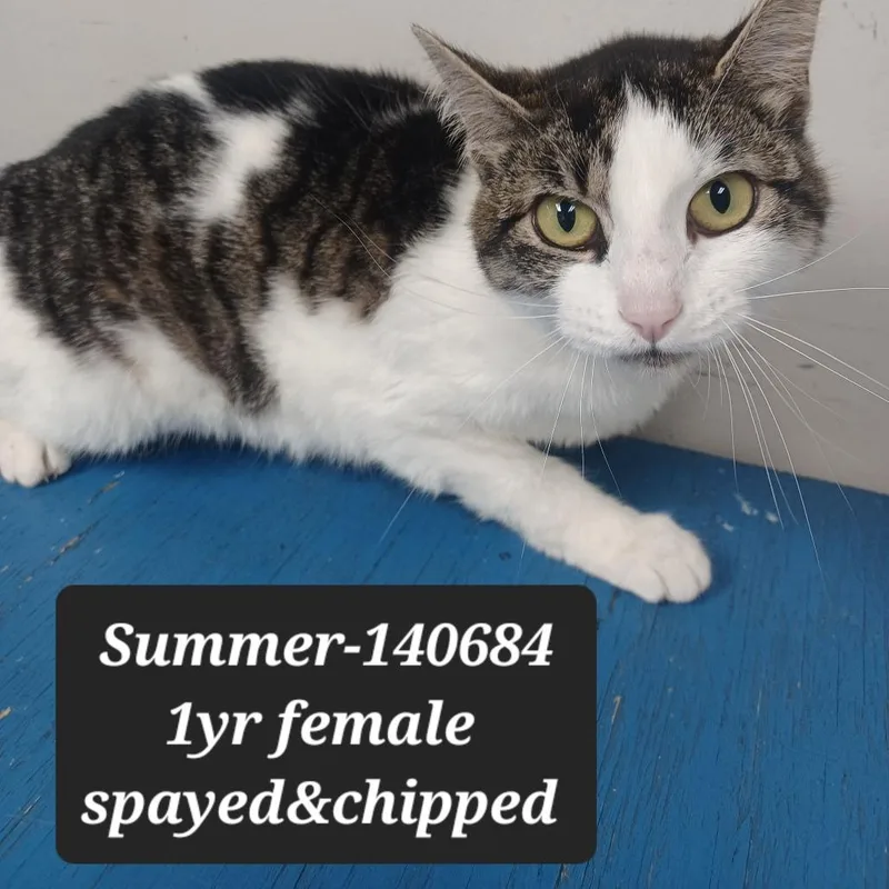 An adult small-sized female Domestic Short Hair cat named Summer for adoption in New Tazewell, TN